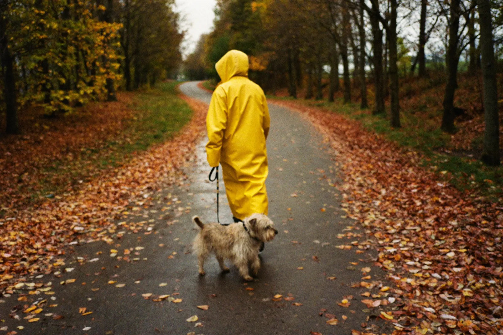 A person in a yellow raincoat walking a scruffy terrier down a wet autumn path